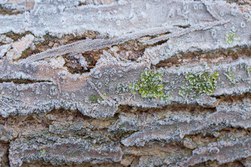 Fototapeta premium Frost-covered logs, Stockpiled logs after deforestation