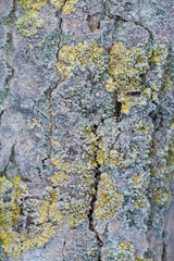Frost-covered logs, Stockpiled logs after deforestation