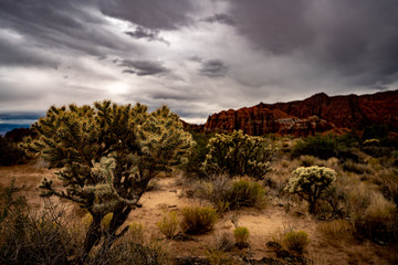 Snow canyon State Park, Utah