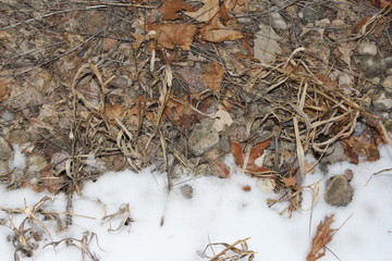 snow and leaves