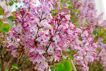 Lilac flowers