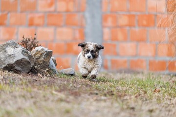 cute dog puppy walking 