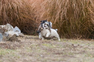 Fototapeta premium cute dogs playing in garden