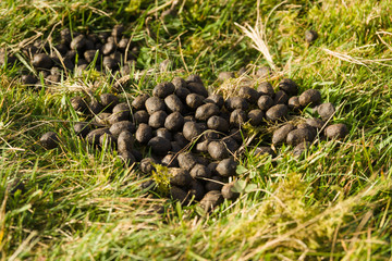 Sheep droppings in a rural field it can spread intestinal parasites and viruses to humans and other animals