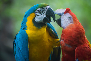 Perroquets mâle et femelle