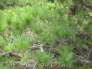 Creeping pine in Tatra