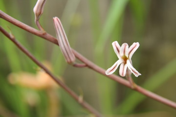 Zebra Cactus flower - 'Haworthia fasciata'