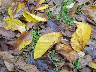 yellow and brown autumn leaves on the ground. Natural background. abstract -sadness, despondency.	