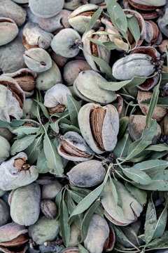 Fresh almonds in shells
