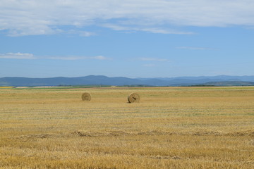 Karjobraz po żniwach