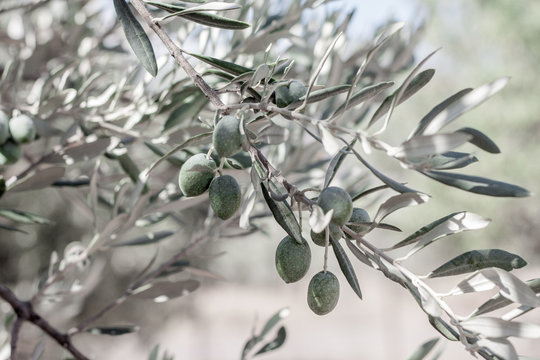 olive tree branch with young olives 