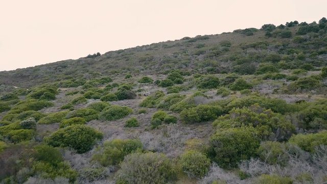 Low flying aerial shot over fynbos green vegetation on the Garden Route in South Africa