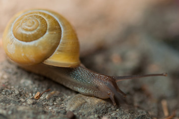yellow snail on it's way