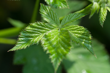 raspberry plant leafs
