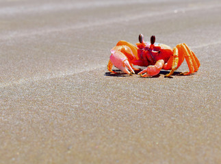  December 7, 2018, Baja California Sur, Mexico, crabs on the islands of Baja California. © Lupestyle
