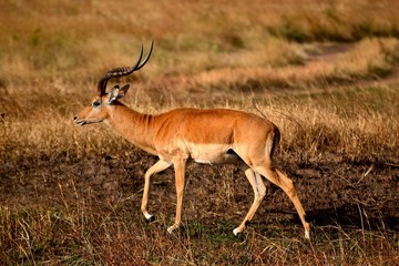 antilope in der serengeti
