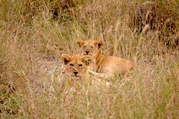 löwenjunge in der serengeti