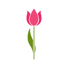 Pink tulip flower