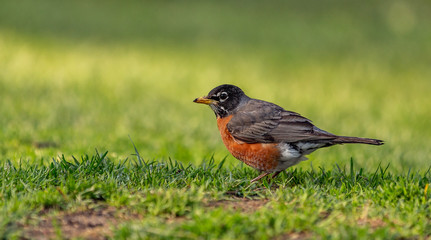 Bird in the Central Park
