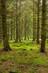 Fototapeta na wymiar Granskog med mark täckt med grön mossa