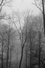 Lövskog i dimma en höstdag