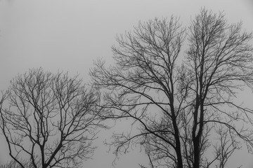 Lövskog i dimma en höstdag