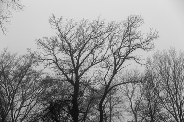 Lövskog i dimma en höstdag