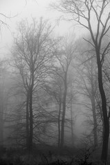 Lövskog i dimma en höstdag