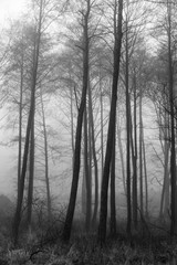 Fototapeta na wymiar Lövskog i dimma en höstdag