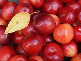 Cherry