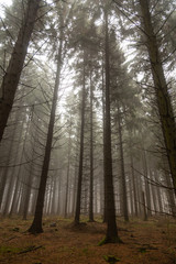 Granskog i dimma en höstdag