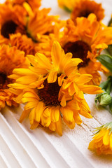 Calendula essential oil on a white wooden rustic background