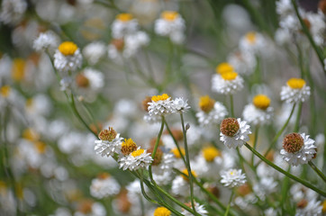 Fresh summer floral garden bed background of White and gold Winged Everlasting Daisies, Ammobium alatum, family Asteraceae. Native to eastern Australia © KHBlack