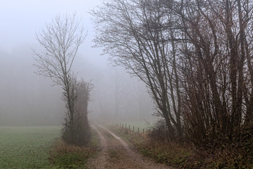 Fototapeta premium Grusväg mellan åker och lövskog i tät dimma