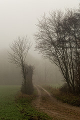 Obraz na płótnie Canvas Grusväg mellan åker och lövskog i tät dimma