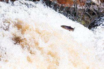 Large Atlantic salmon leaping up the waterfall on their way migration route to their spawning grounds