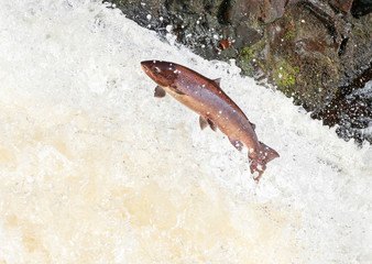 Large Atlantic salmon leaping up the waterfall on their way migration route to their spawning...
