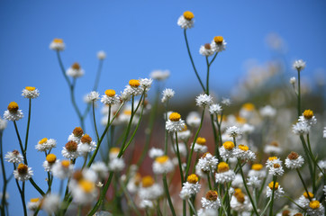 Fresh summer floral background of White and gold Winged Everlasting Daisies, Ammobium alatum, family Asteraceae, against a blue sky. Native to eastern Australia