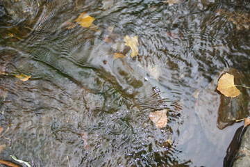 close up of moving water in creek