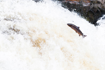 Large Atlantic salmon leaping up the waterfall on their way migration route to their spawning grounds © jamie