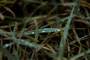 grass with raindrops