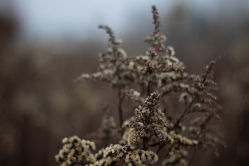 brown plant
