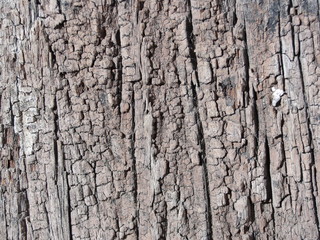 Detalle de corteza 