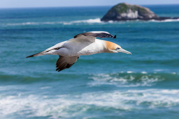 Fototapeta na wymiar Gannet Flying Across the Sea at Muriwai Beach