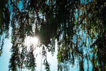 Sunlight and the tree
