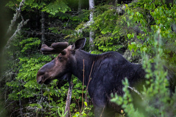 North Maine Woods - Moose - Greenville, ME 