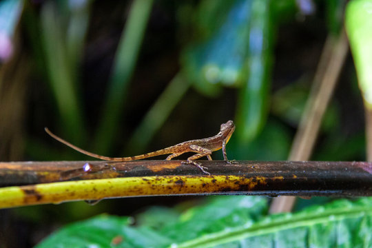 Una lucertola nella giungla di Capurgan&agrave;, Colombia