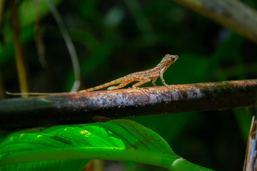 Una lucertola nella giungla di Capurganà, Colombia