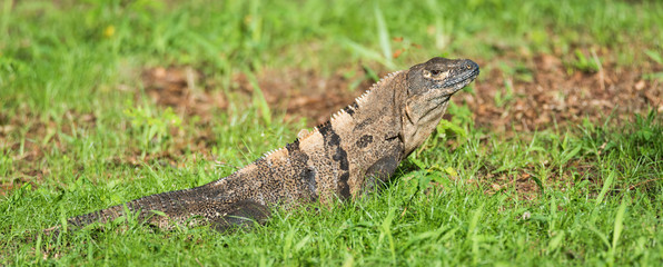 Sleepy Large Black Iguana (Ctenosaura similis) sunning himself in a grassy field.
