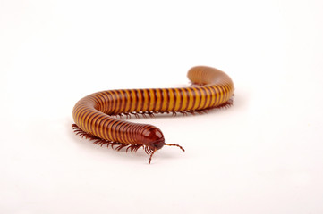Wüsten-Tausendfüßer (Orthoporus ornatus) desert millipede